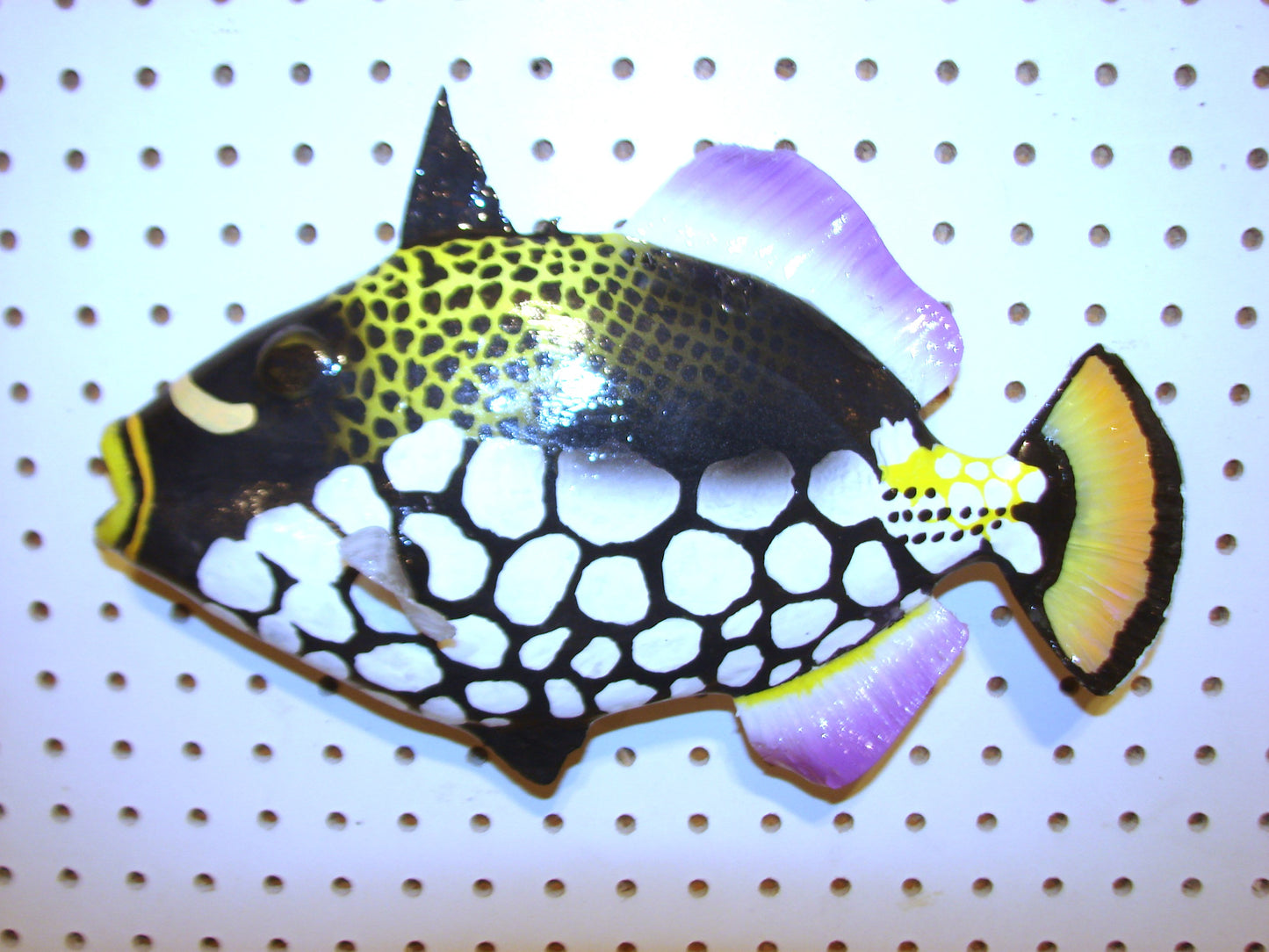 13" Clown Triggerfish FREE SHIPPING