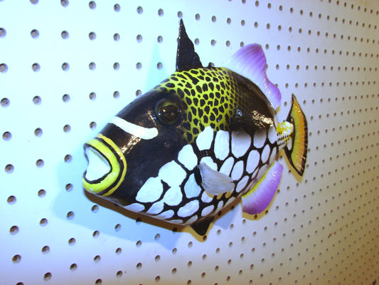13" Clown Triggerfish FREE SHIPPING