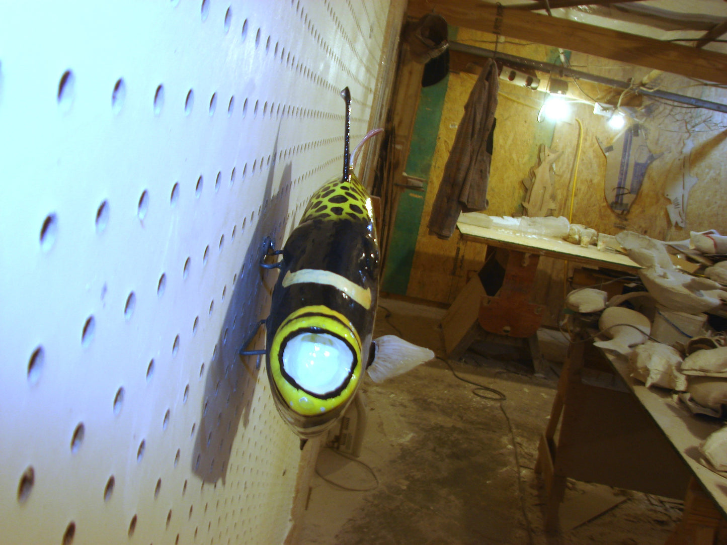 13" Clown Triggerfish FREE SHIPPING