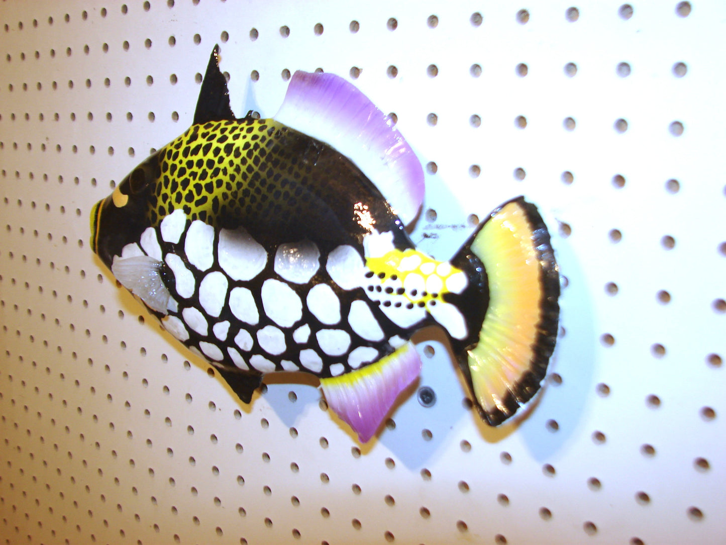 13" Clown Triggerfish FREE SHIPPING