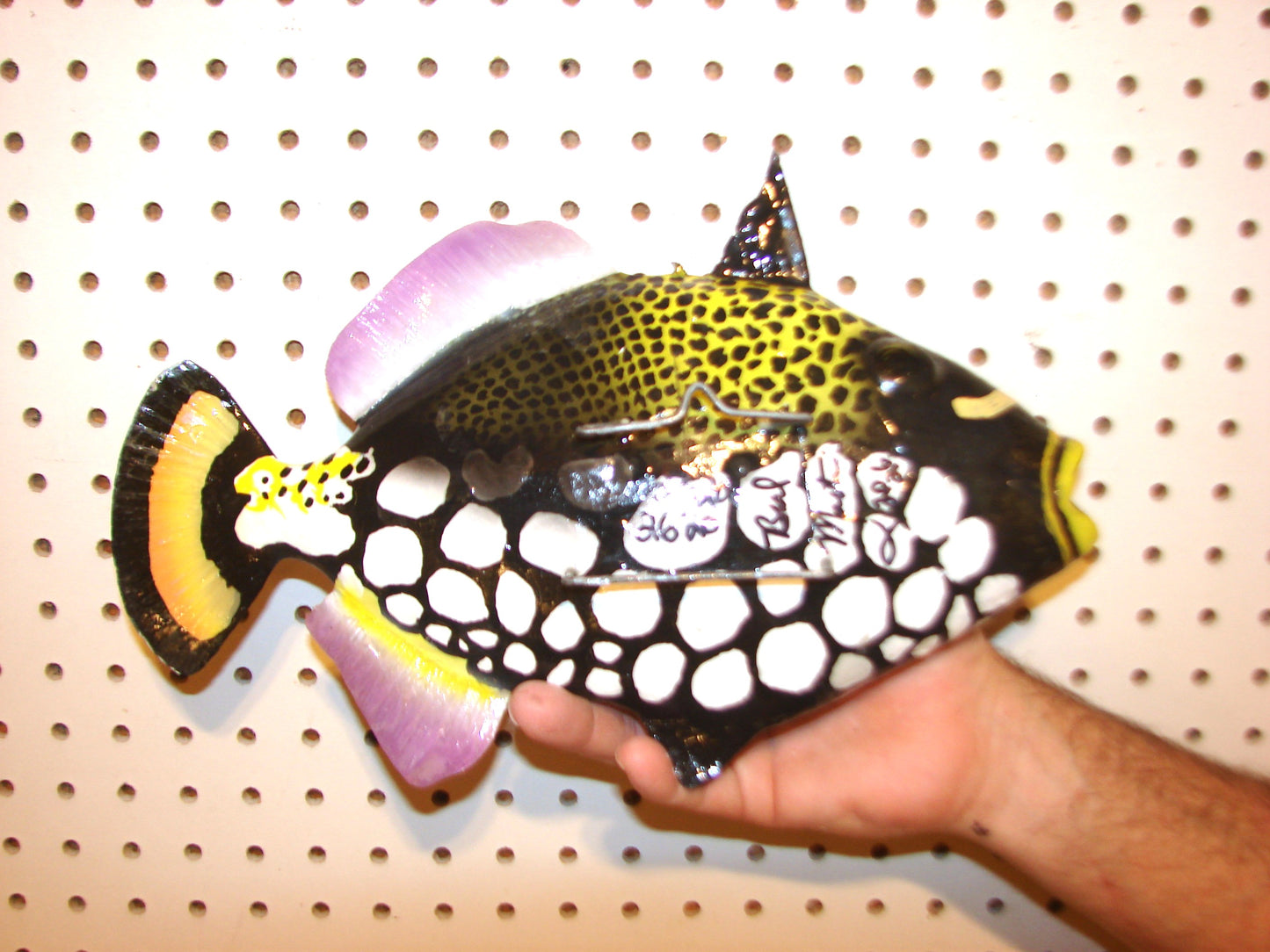 13" Clown Triggerfish FREE SHIPPING