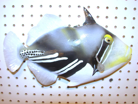 13" Lagoon Picasso Triggerfish FREE SHIPPING