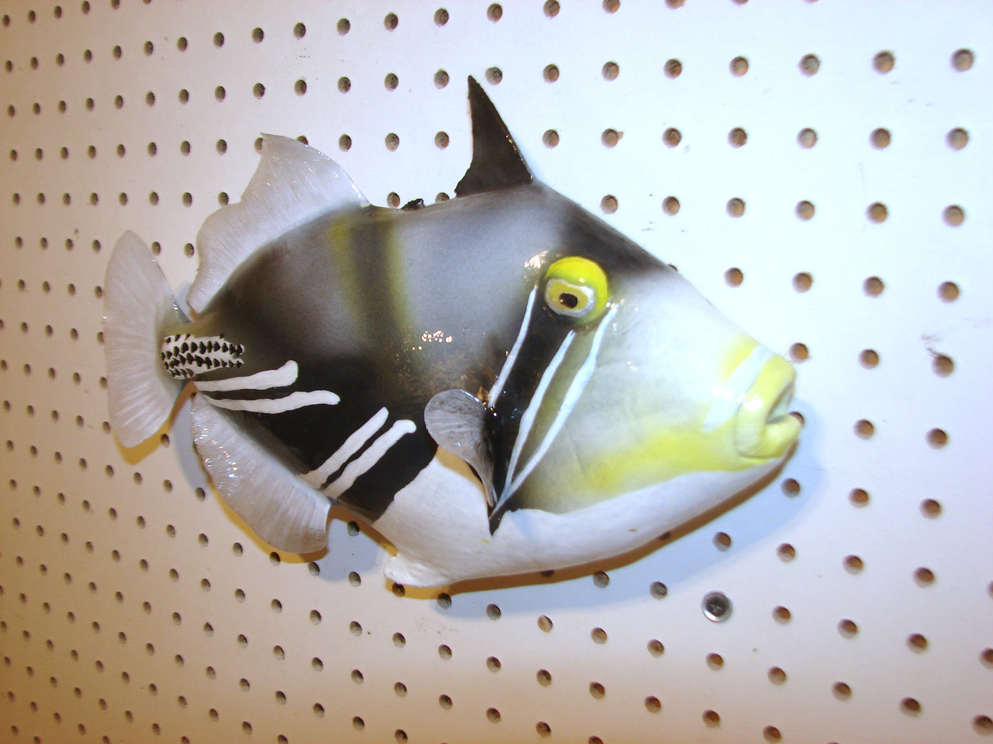 13" Lagoon Picasso Triggerfish FREE SHIPPING