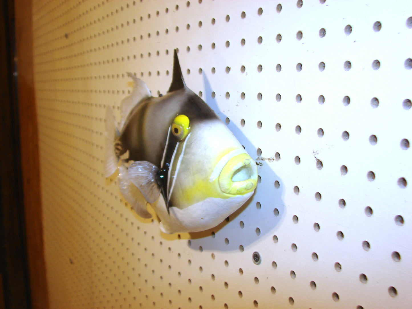 13" Lagoon Picasso Triggerfish FREE SHIPPING