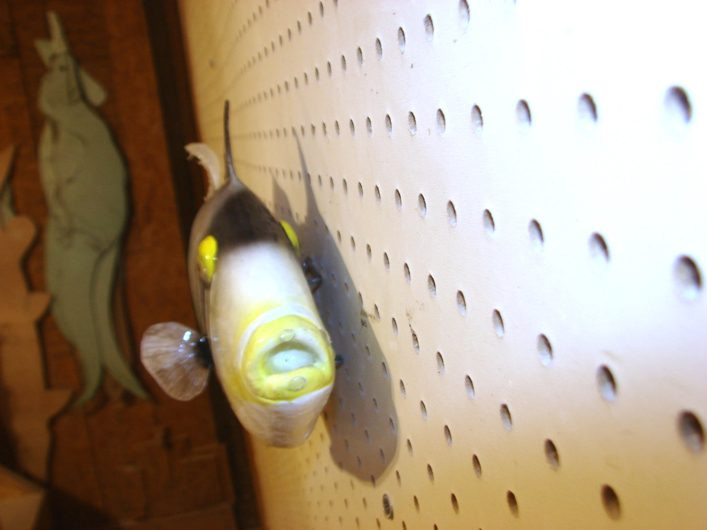 13" Lagoon Picasso Triggerfish FREE SHIPPING