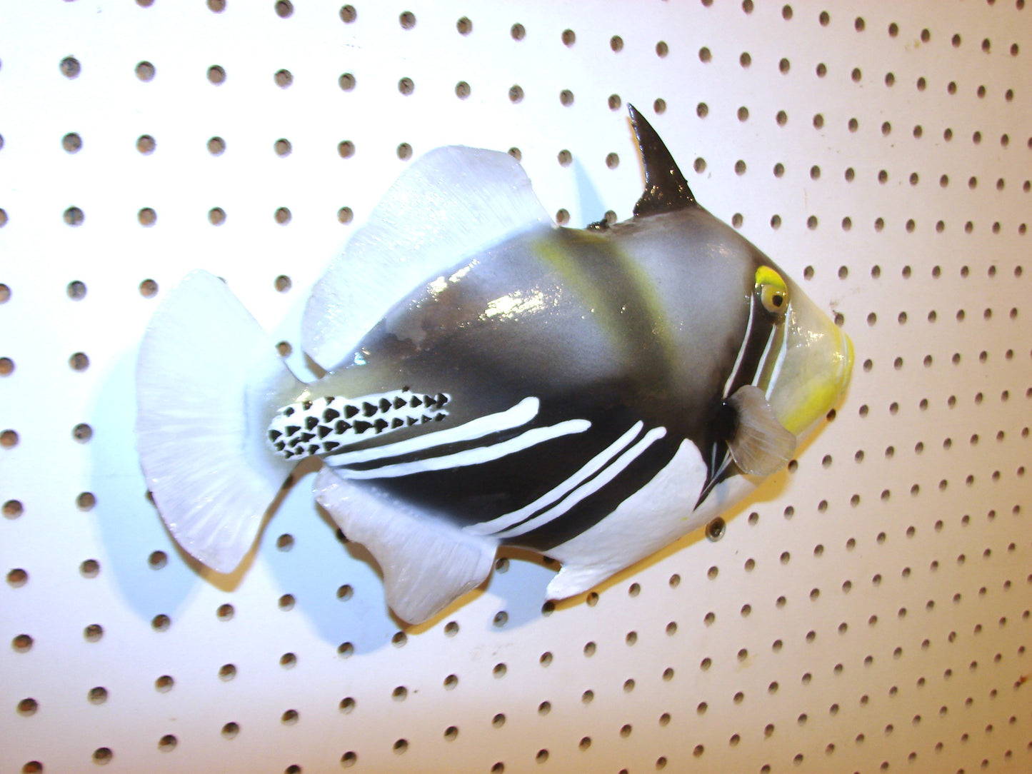 13" Lagoon Picasso Triggerfish FREE SHIPPING