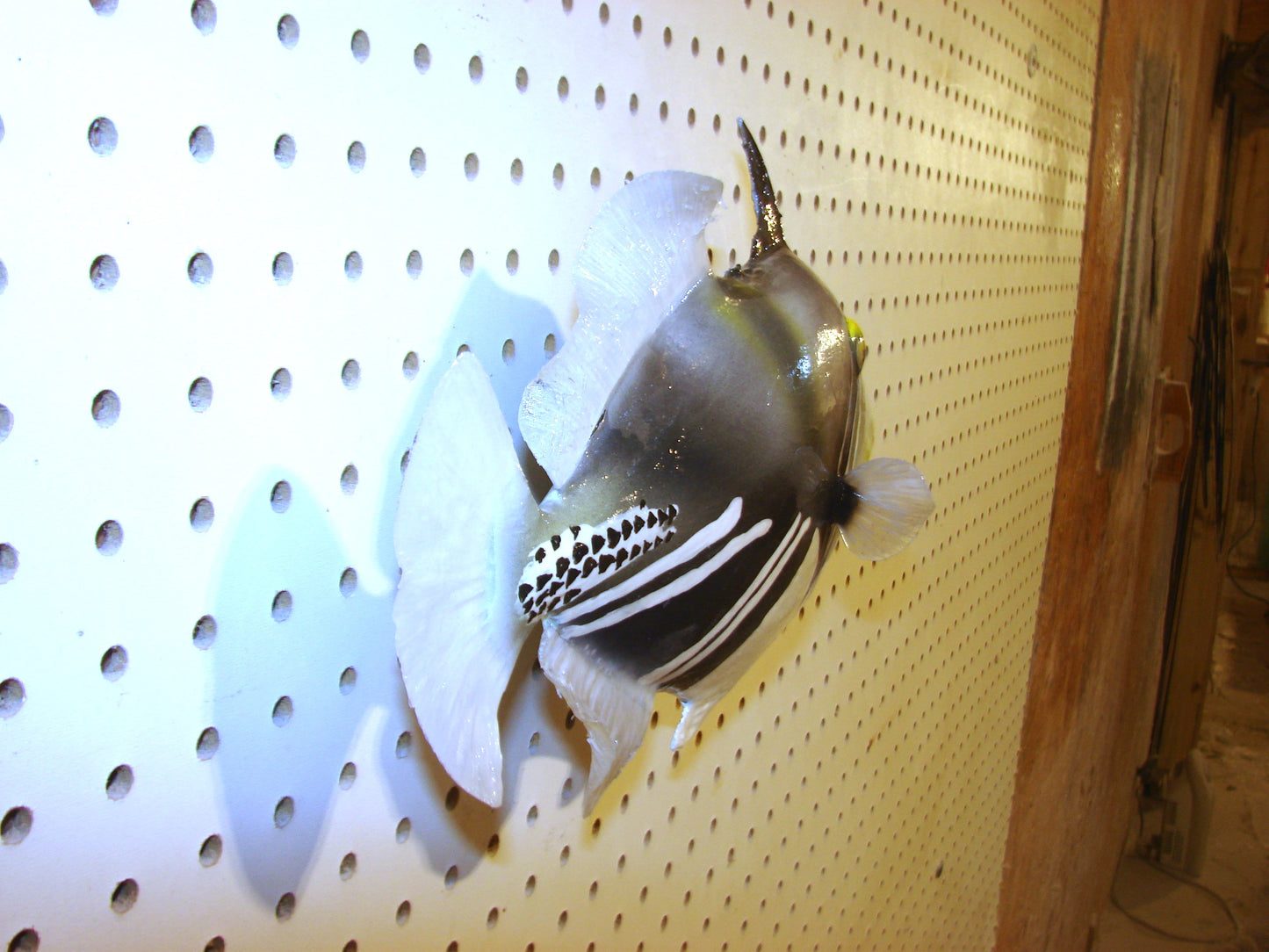 13" Lagoon Picasso Triggerfish FREE SHIPPING
