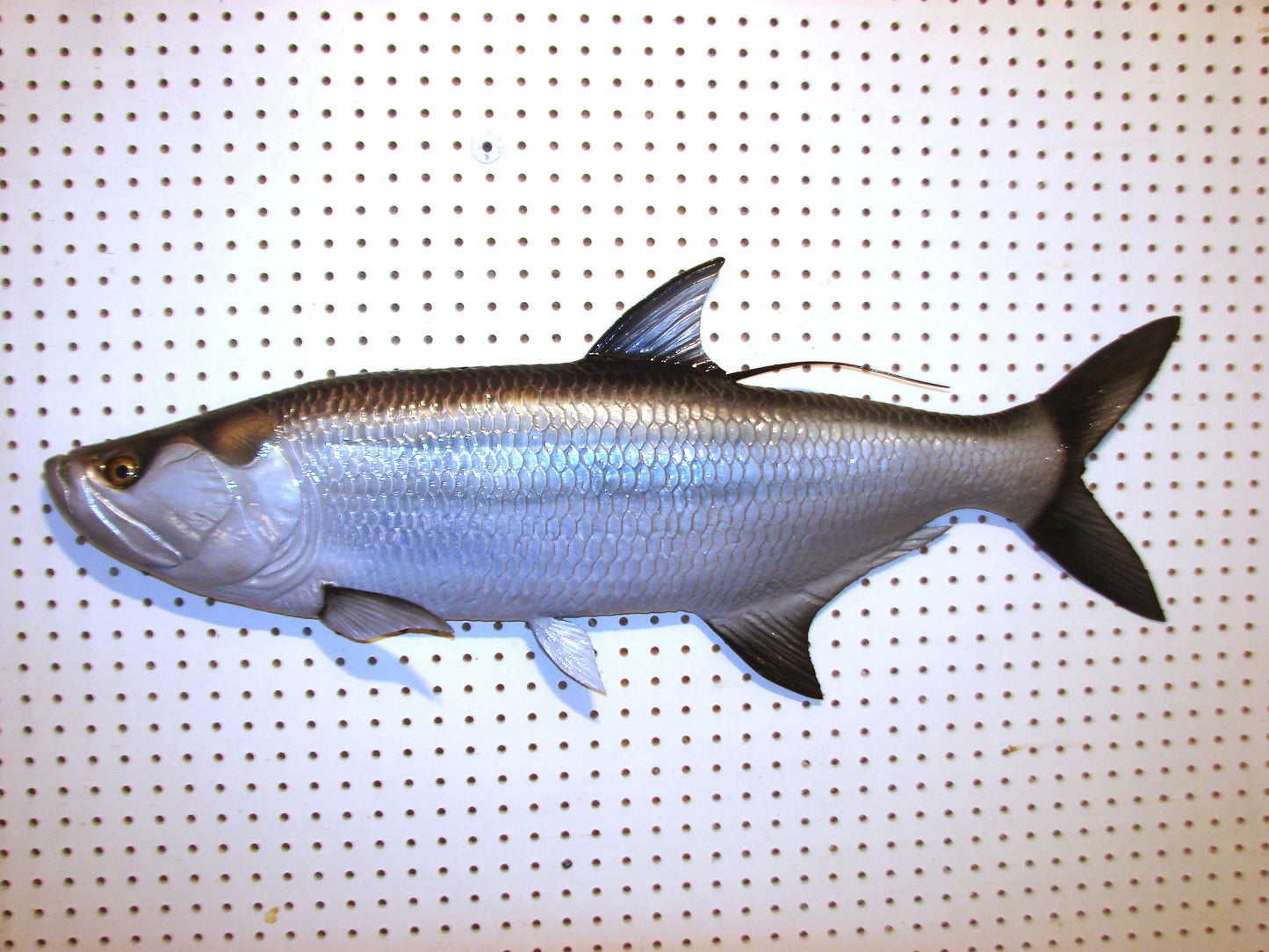 36" Tarpon Free shipping