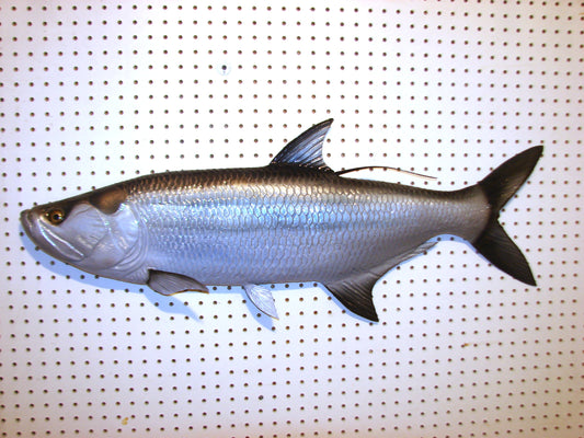 36" Tarpon Free shipping