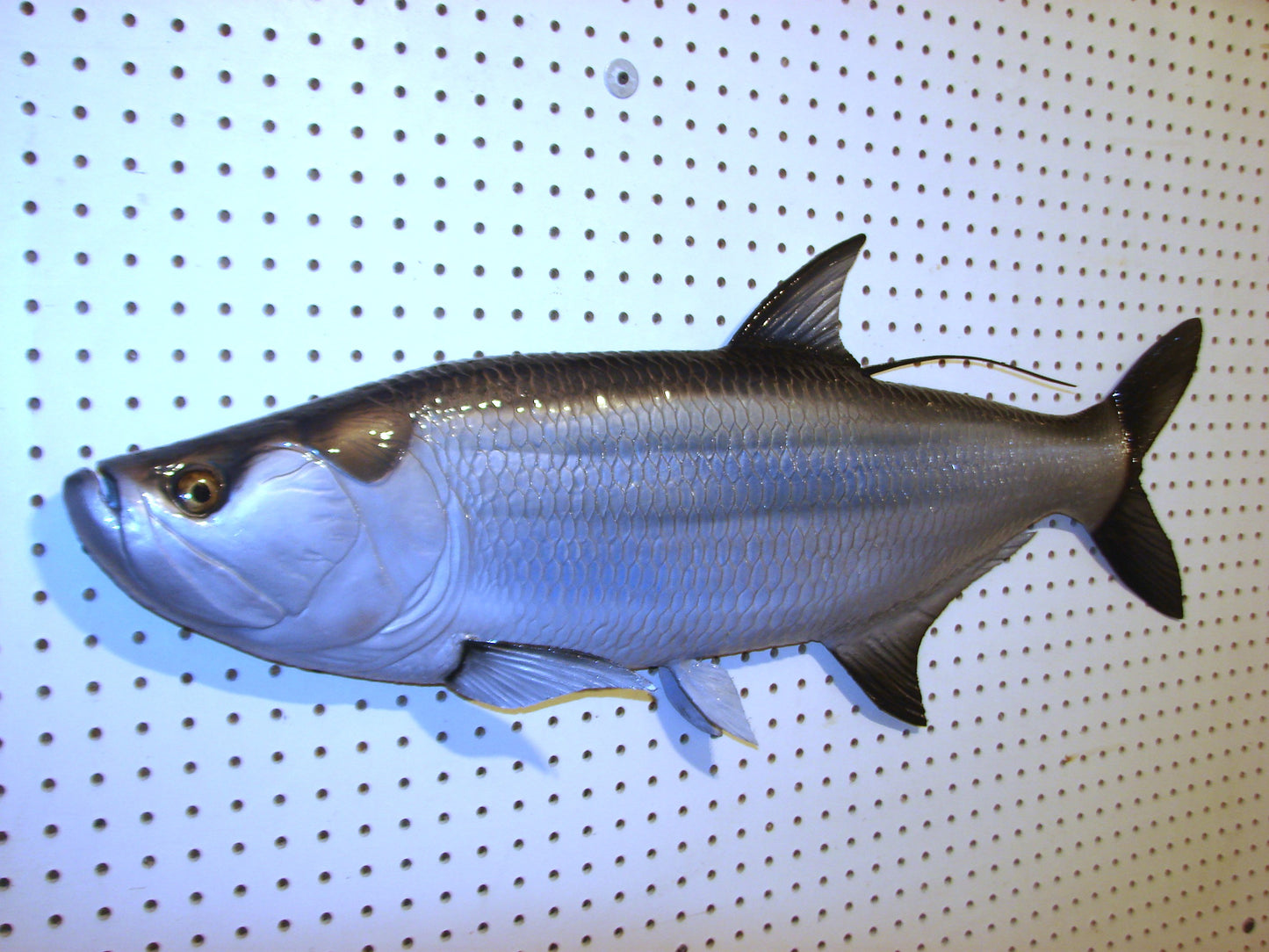 36" Tarpon Free shipping
