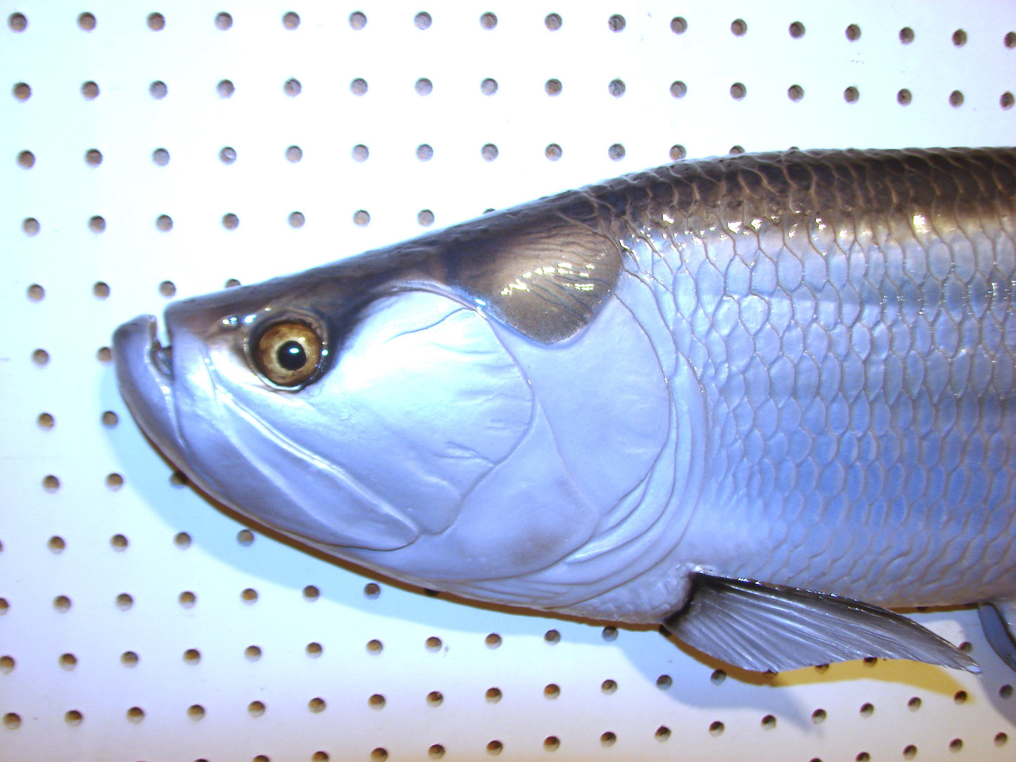 36" Tarpon Free shipping