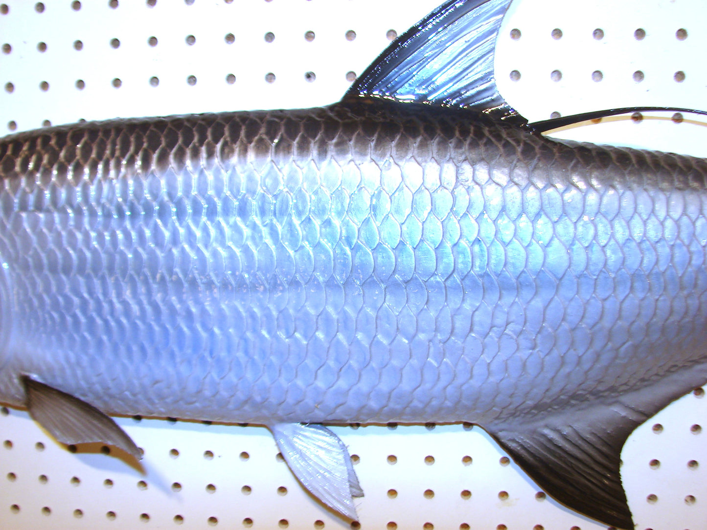 36" Tarpon Free shipping