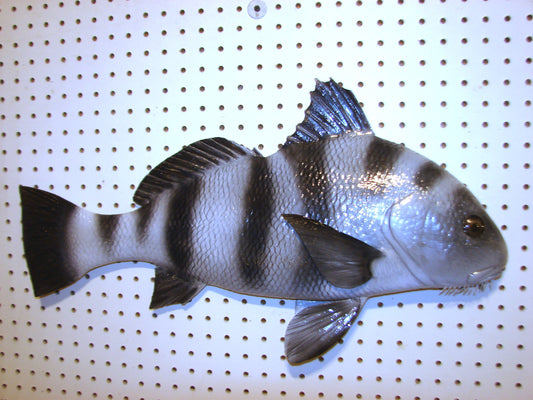 25" Black Drum FREE SHIPPING
