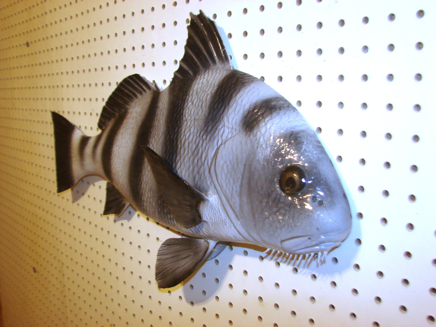 25" Black Drum FREE SHIPPING