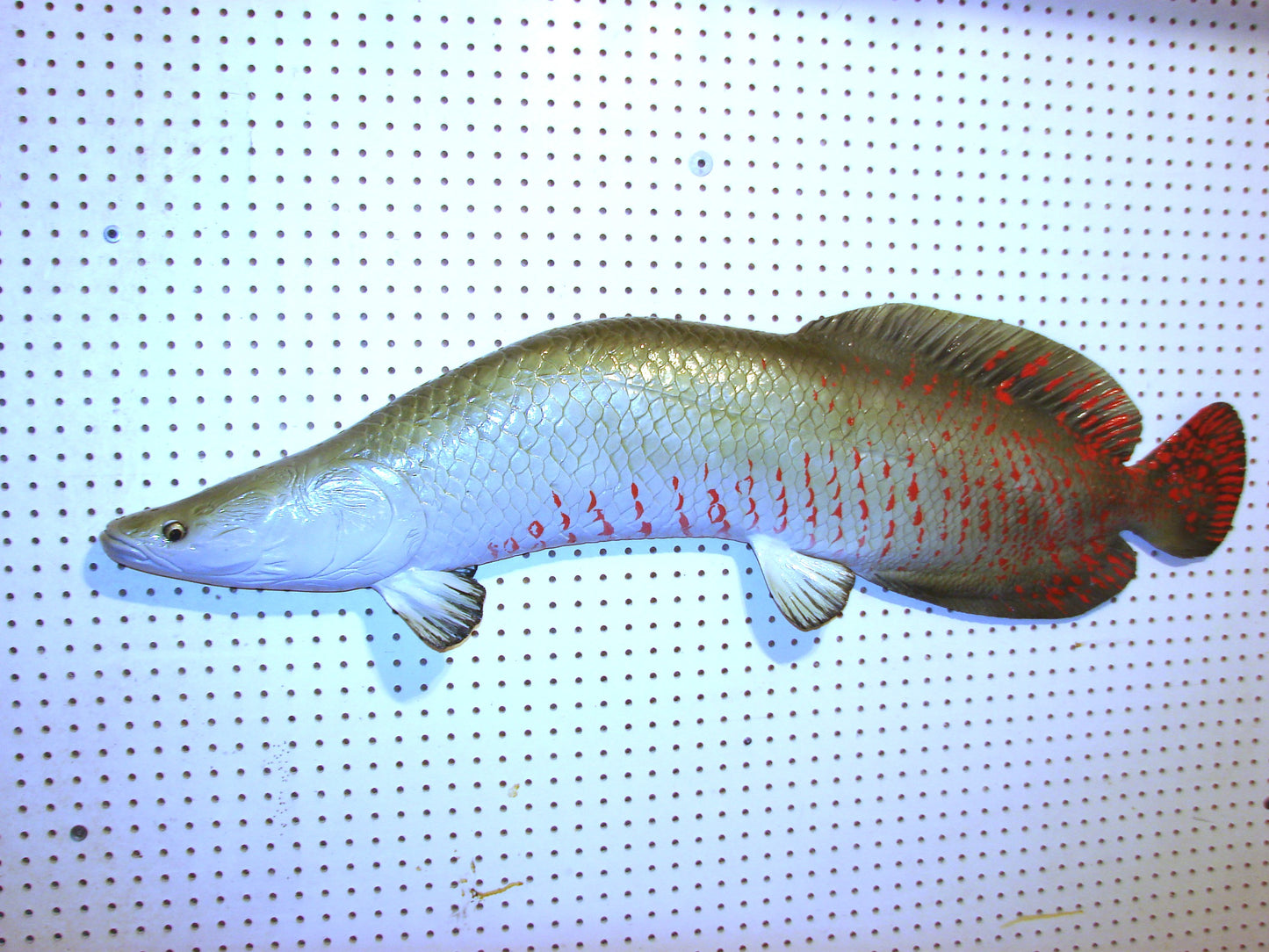 48" Arapaima Free shipping