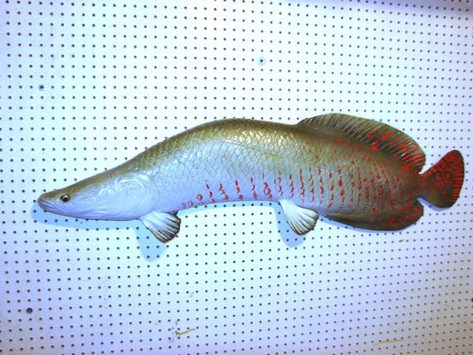 48" Arapaima Free shipping