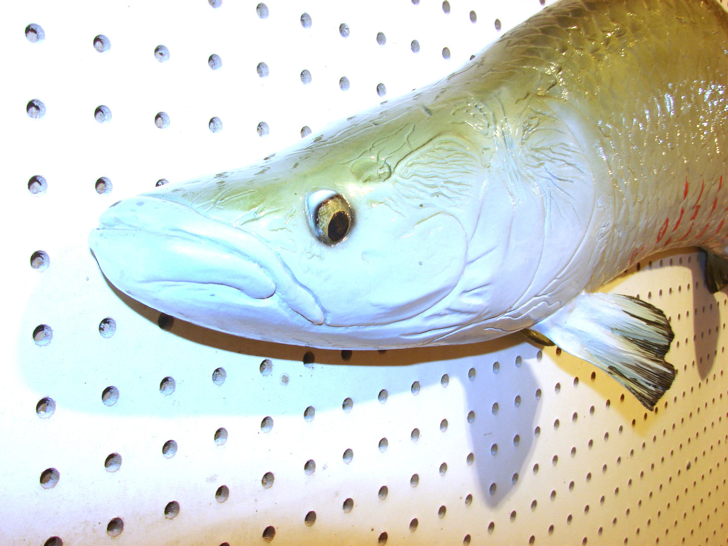 48" Arapaima Free shipping