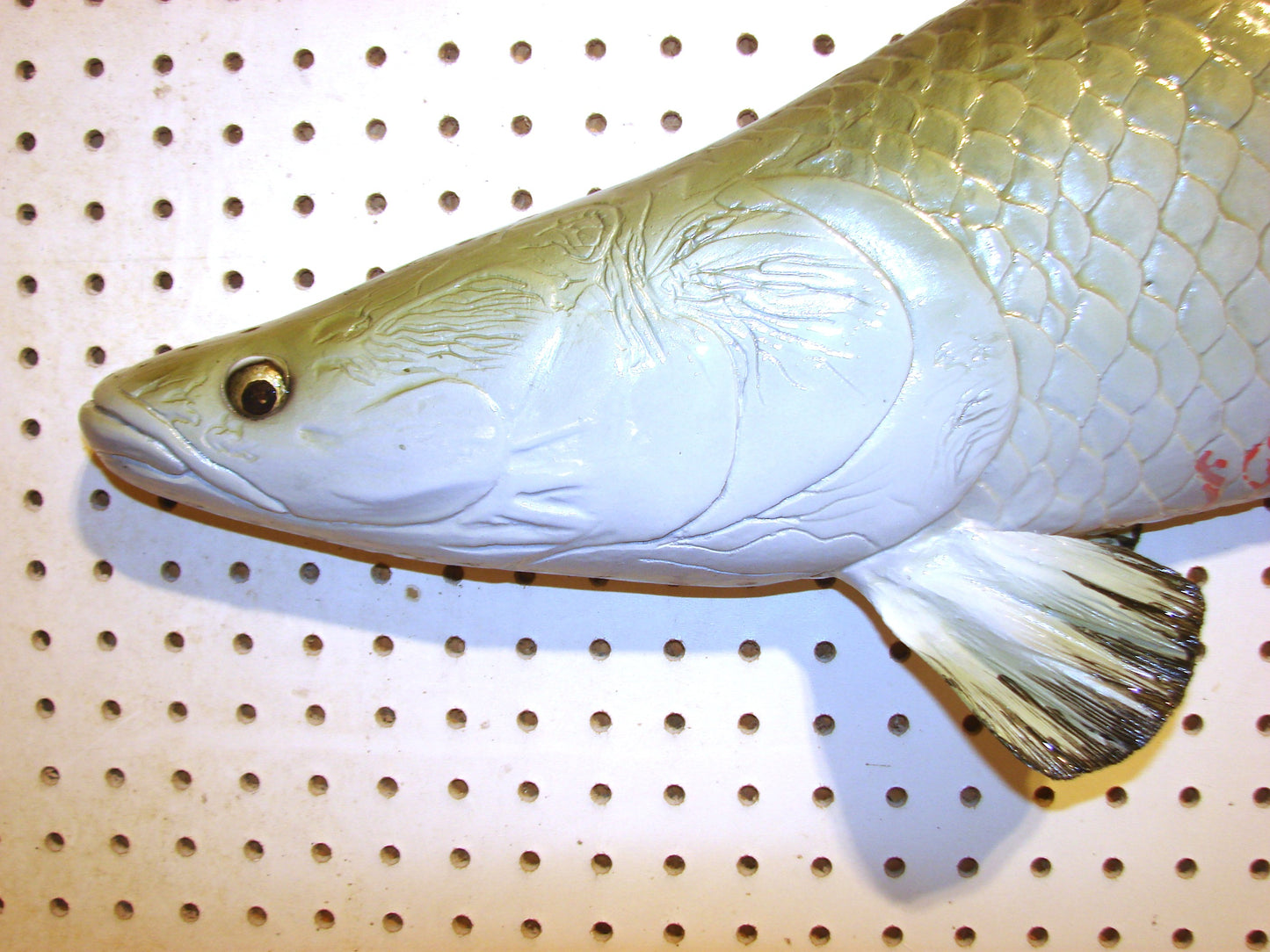 48" Arapaima Free shipping