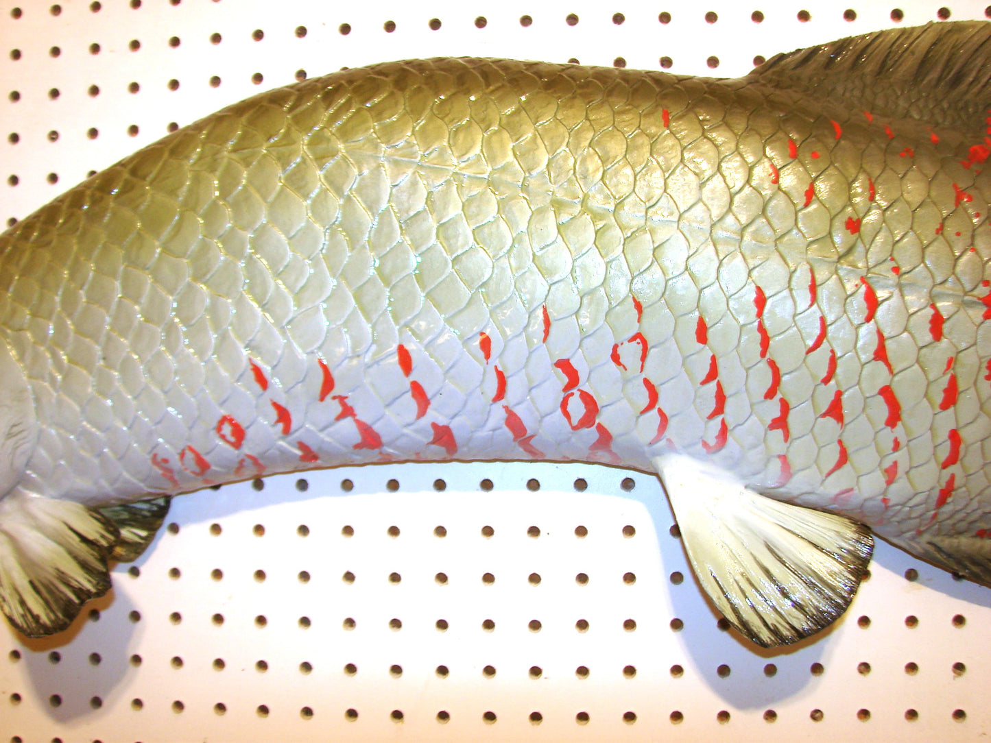 48" Arapaima Free shipping