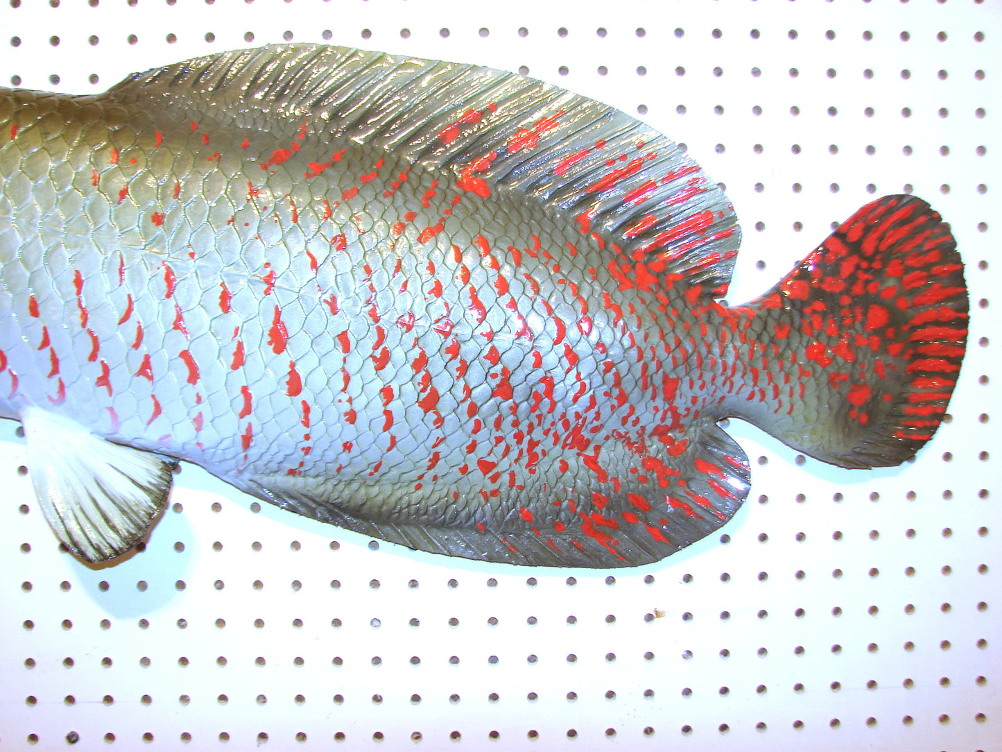 48" Arapaima Free shipping