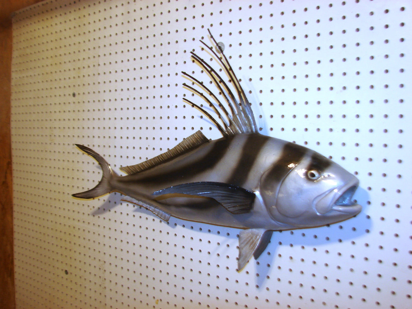 30" Roosterfish FREE SHIPPING