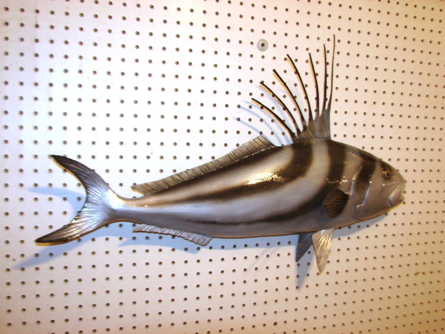 30" Roosterfish FREE SHIPPING