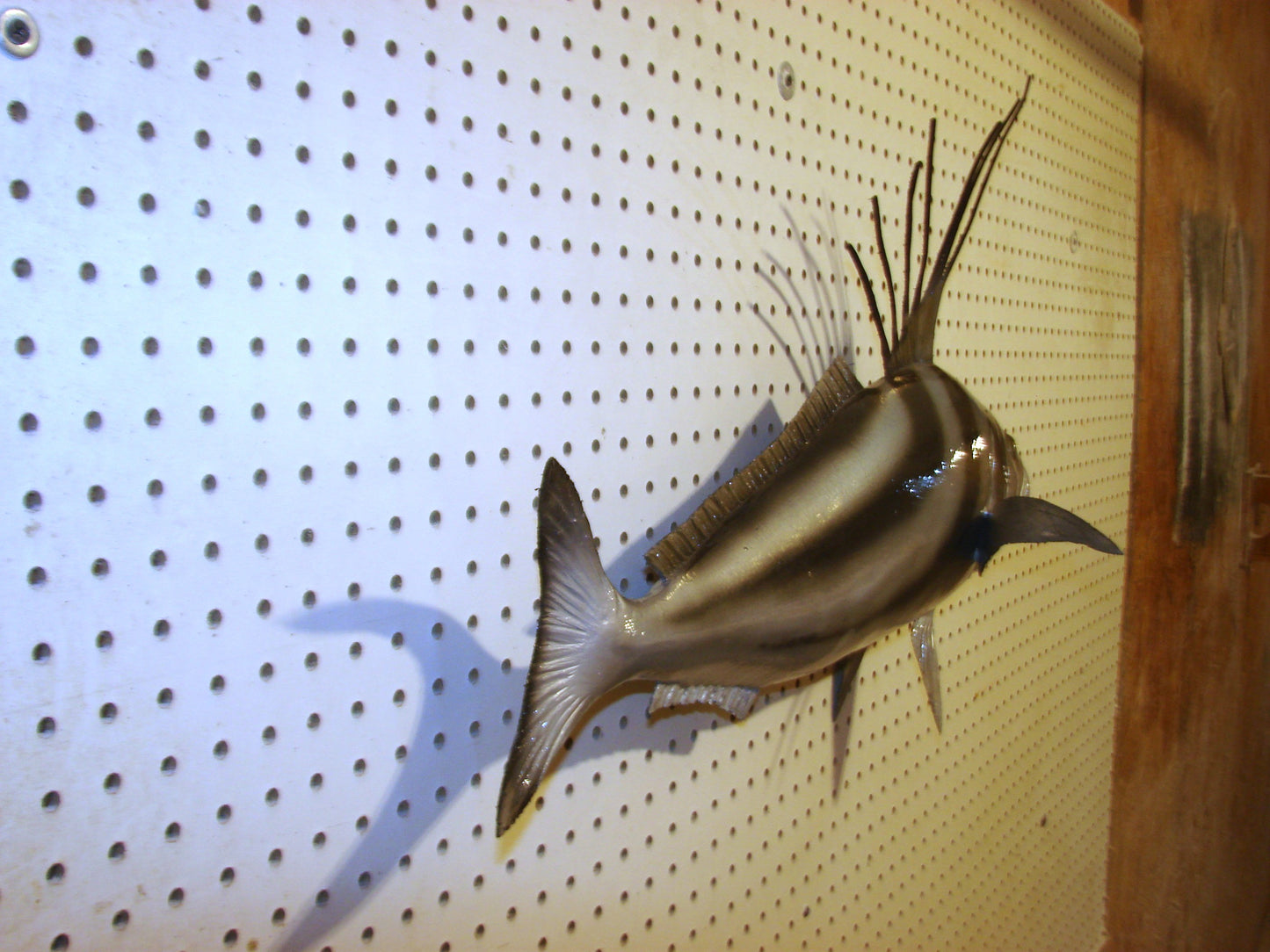 30" Roosterfish FREE SHIPPING