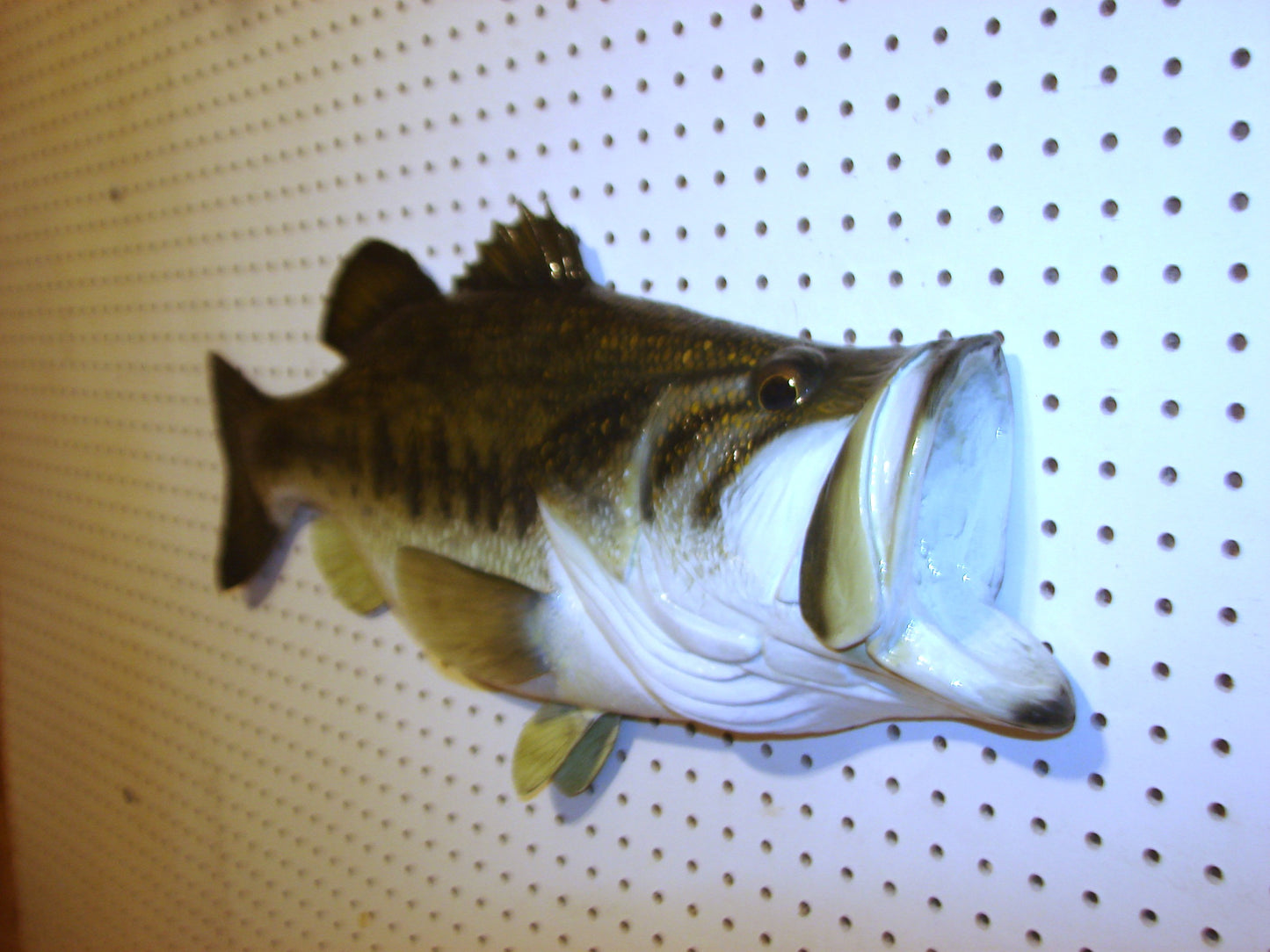 28" Largemouth Bass FREE SHIPPING
