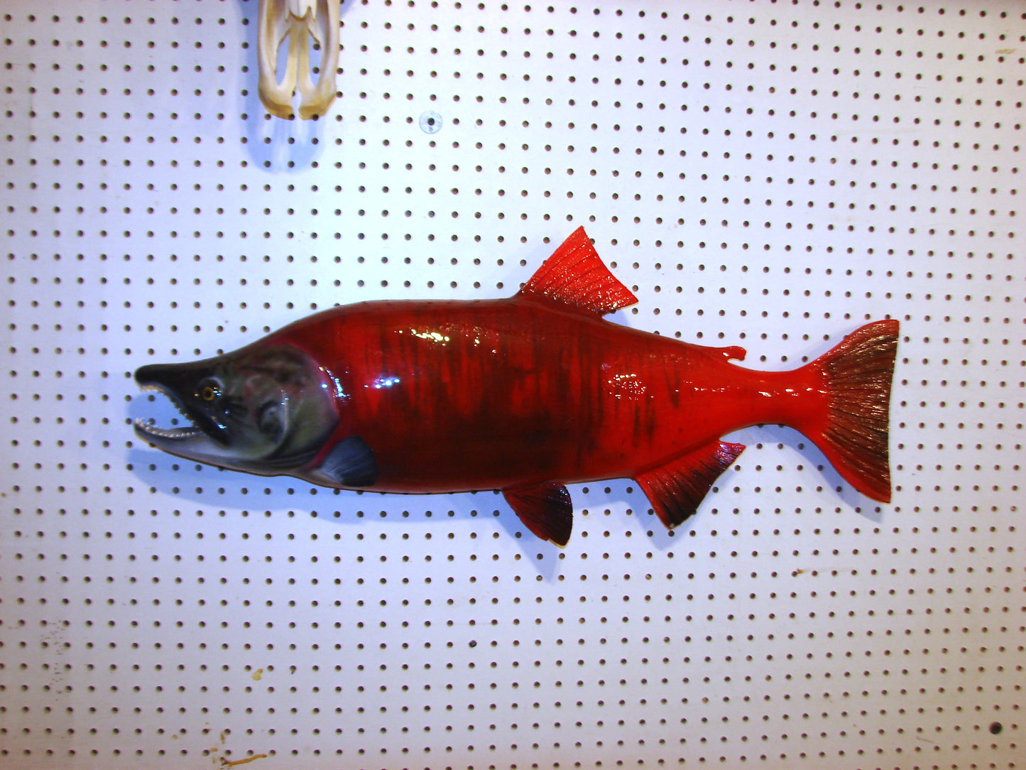 33" Spawning Sockeye Salmon full mount FREE SHIPPING