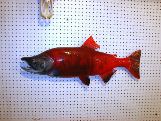 33" Spawning Sockeye Salmon full mount FREE SHIPPING