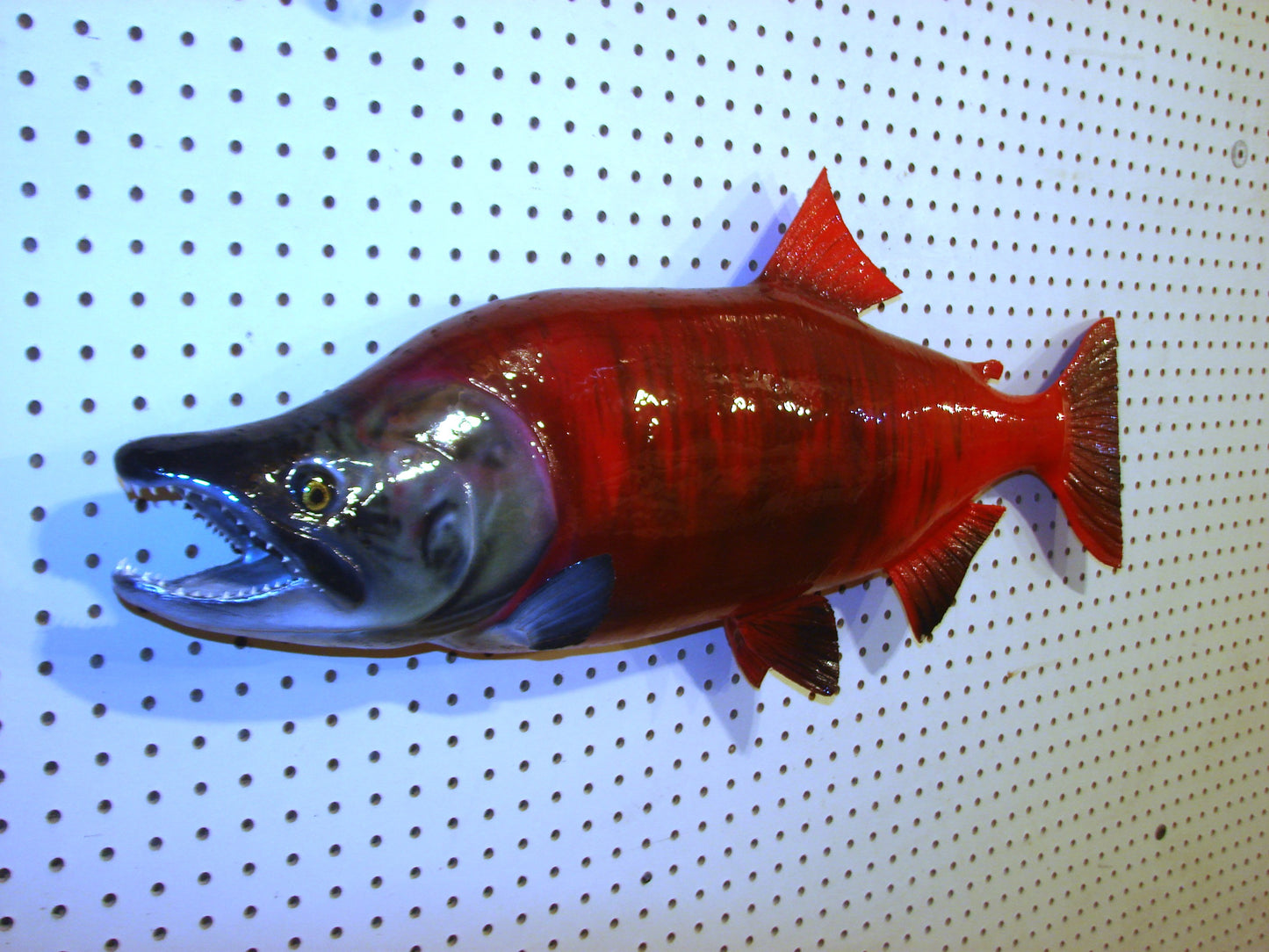 33" Spawning Sockeye Salmon full mount FREE SHIPPING