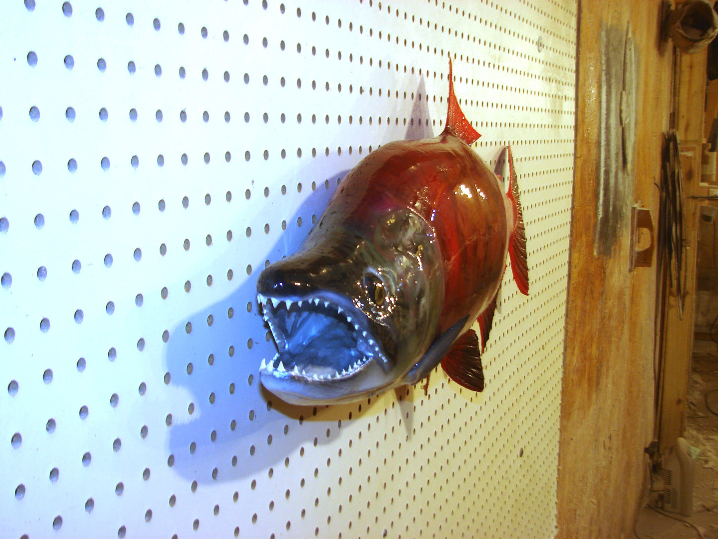 33" Spawning Sockeye Salmon full mount FREE SHIPPING