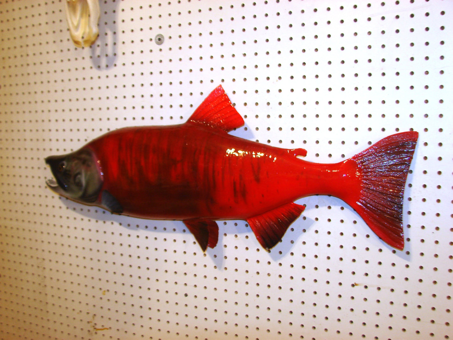 33" Spawning Sockeye Salmon full mount FREE SHIPPING