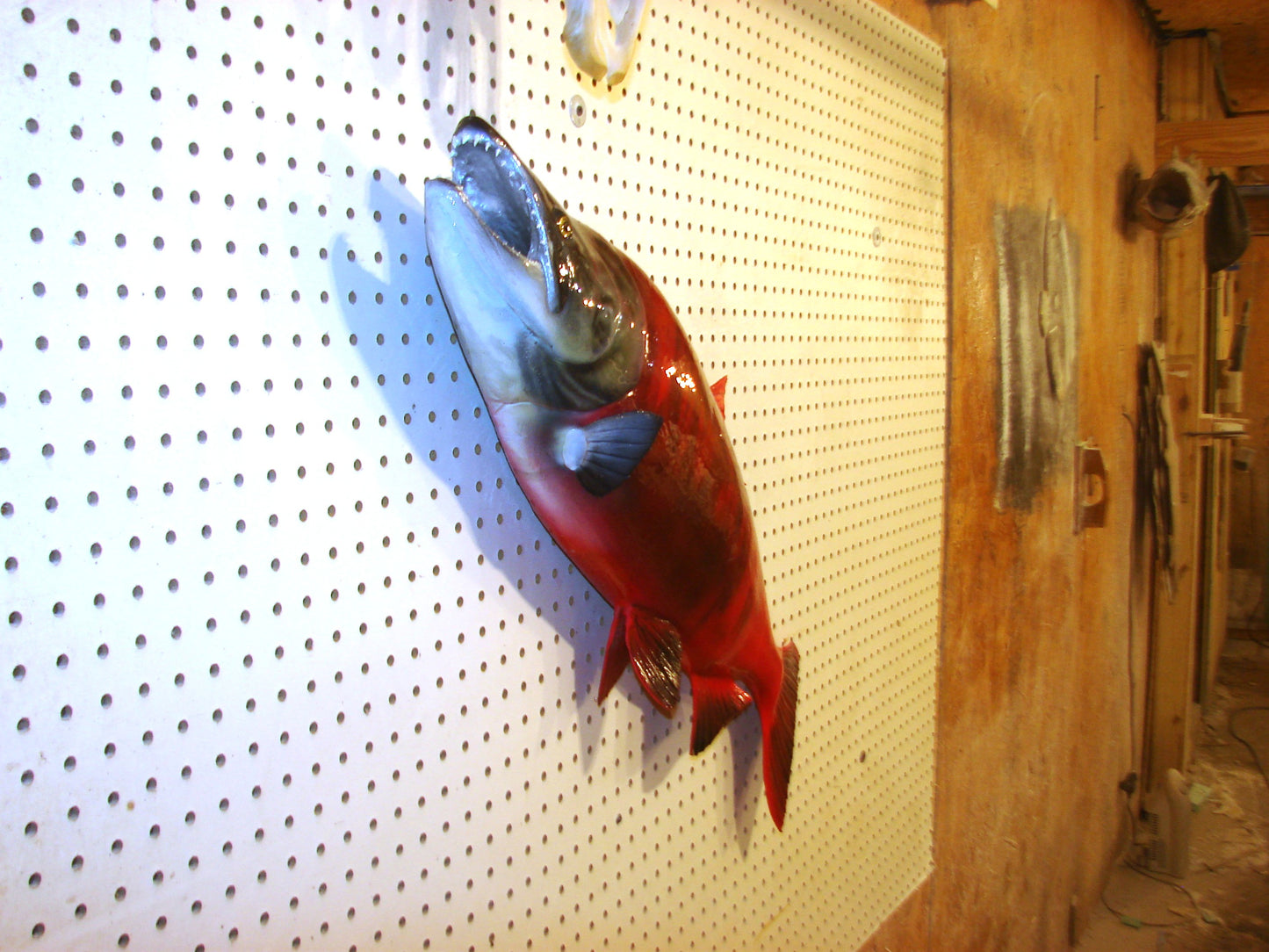 33" Spawning Sockeye Salmon full mount FREE SHIPPING