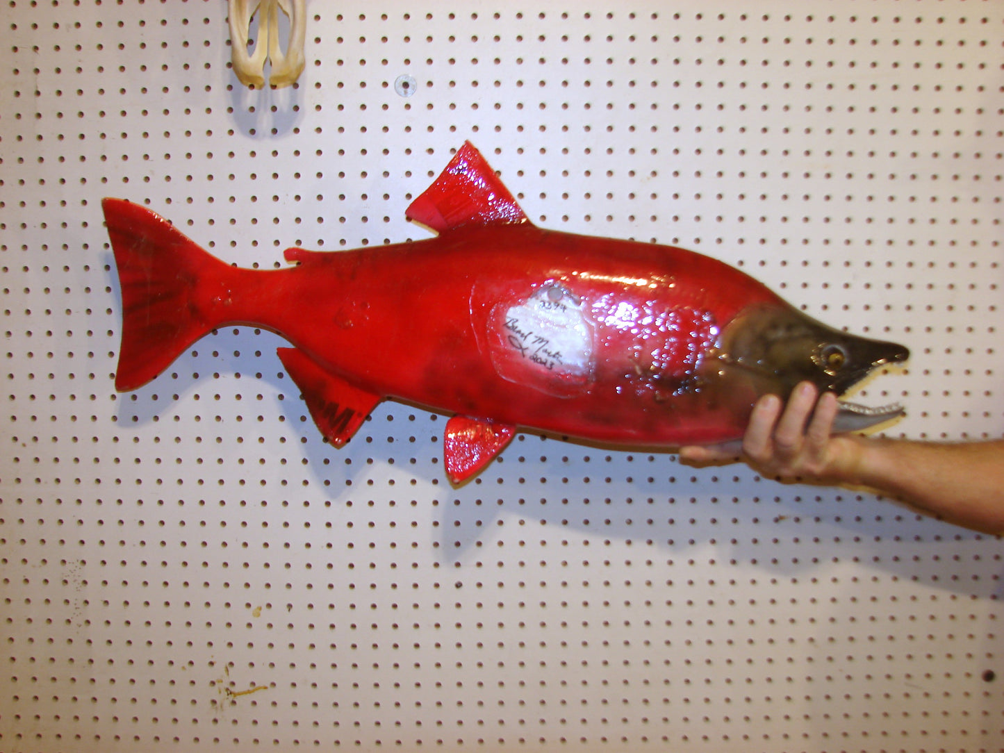 33" Spawning Sockeye Salmon full mount FREE SHIPPING