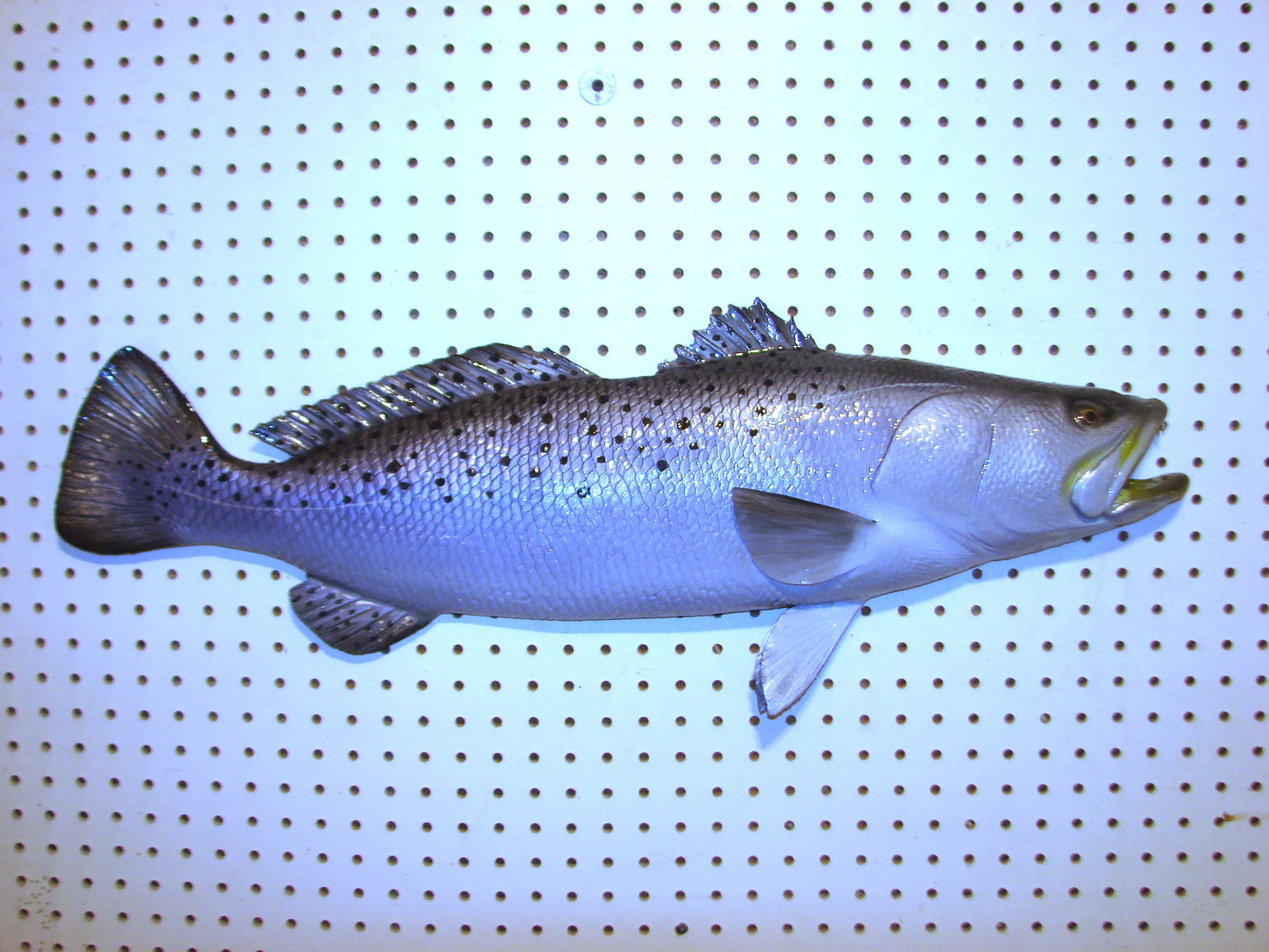 30" Speckled Sea Trout 1/2 mount  FREE SHIPPING