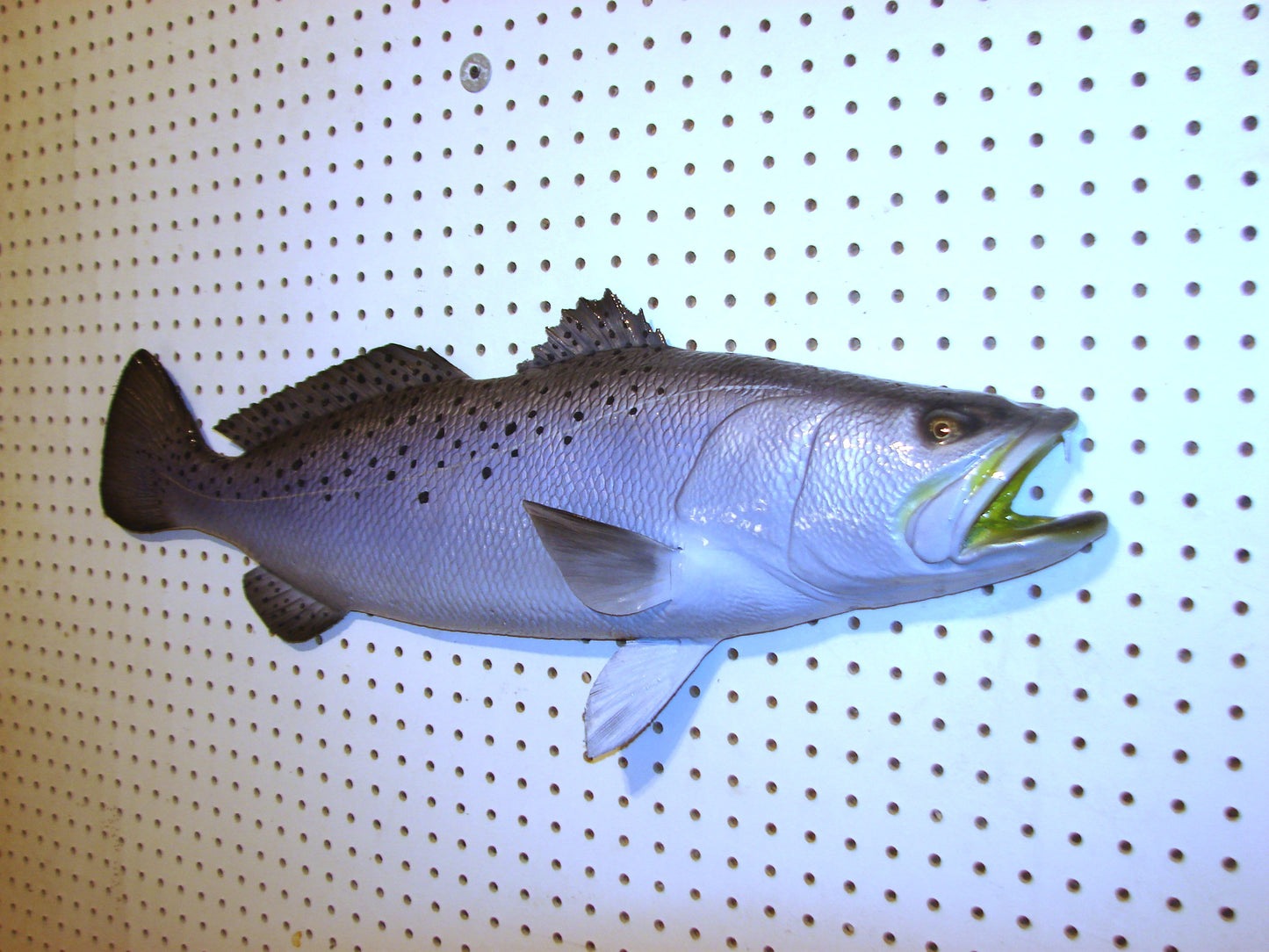 30" Speckled Sea Trout 1/2 mount  FREE SHIPPING