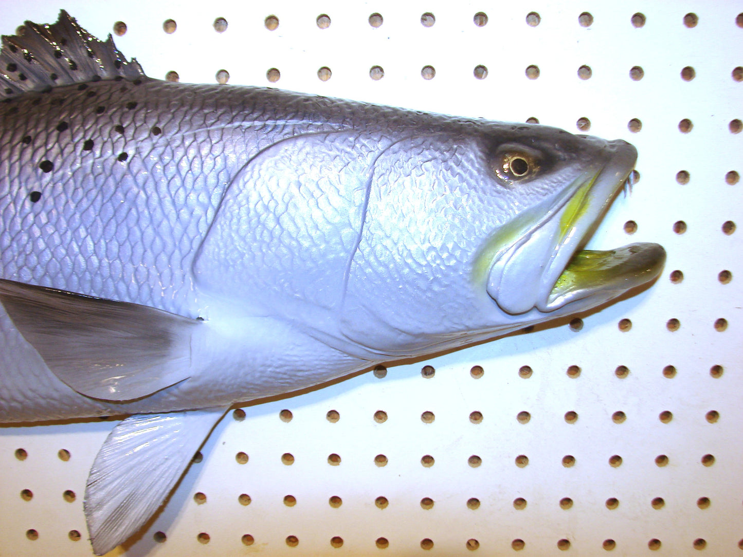 30" Speckled Sea Trout 1/2 mount  FREE SHIPPING