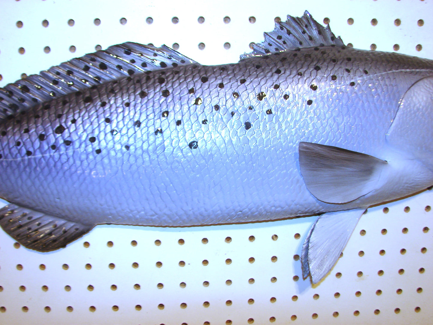 30" Speckled Sea Trout 1/2 mount  FREE SHIPPING