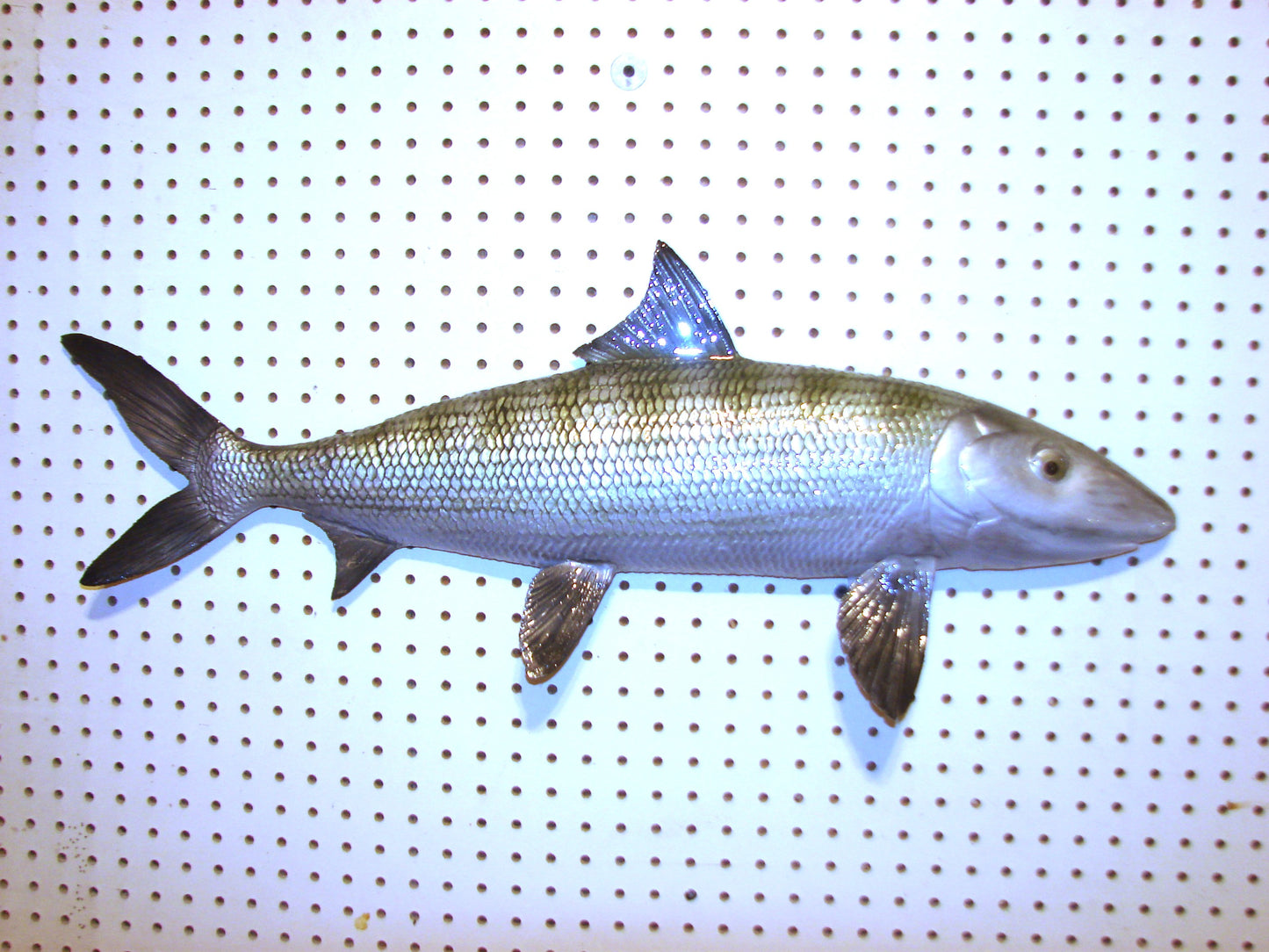 31" Bonefish Free shipping