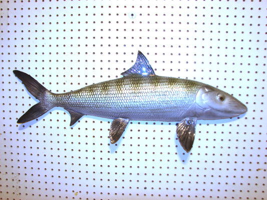 31" Bonefish Free shipping