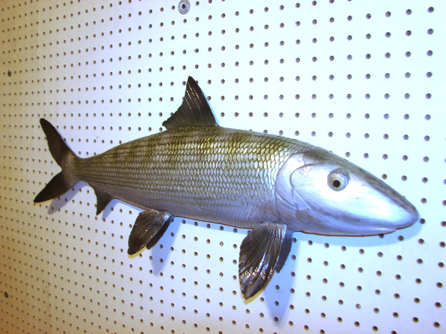 31" Bonefish Free shipping