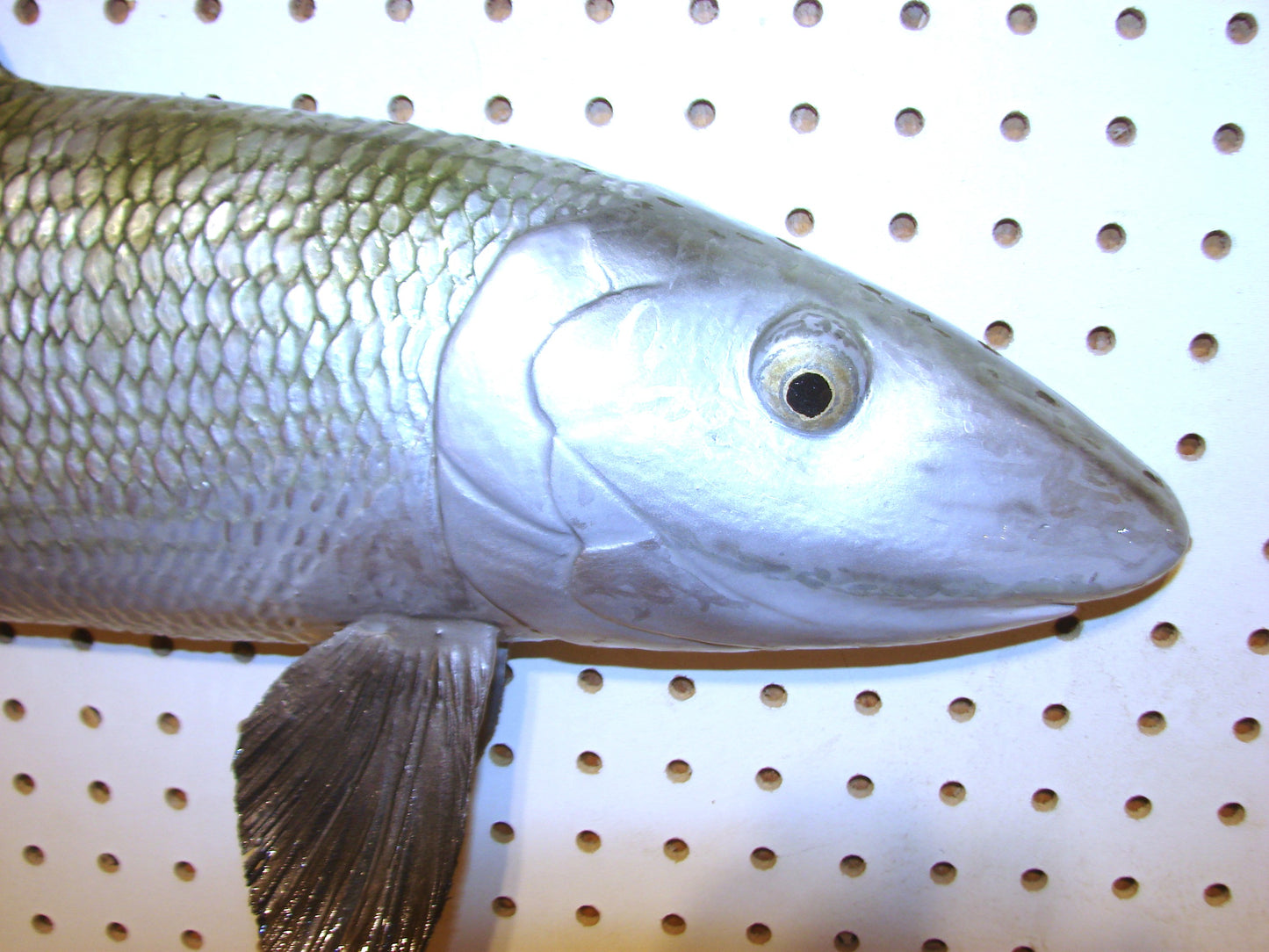 31" Bonefish Free shipping