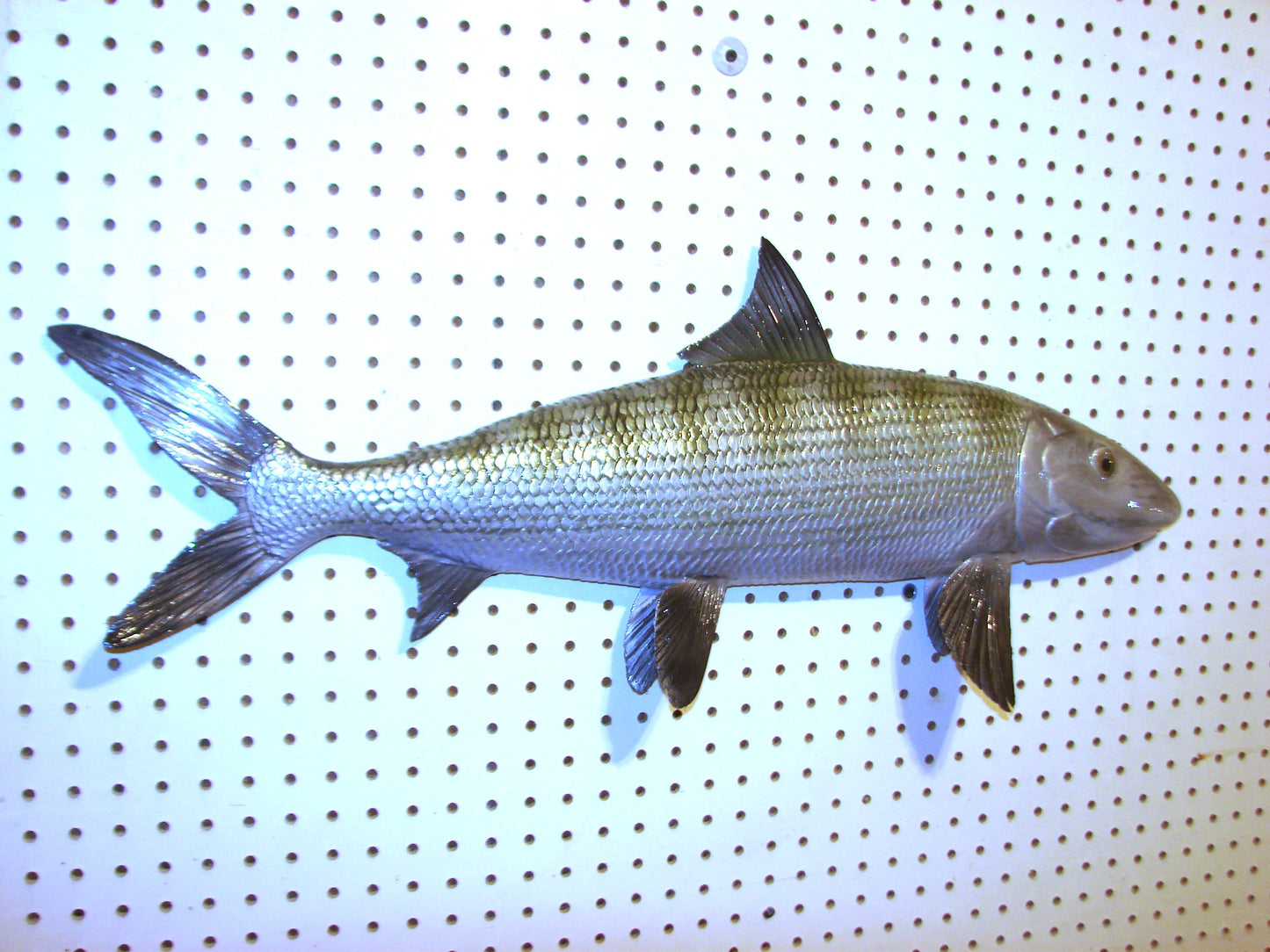 31" Bonefish Free shipping