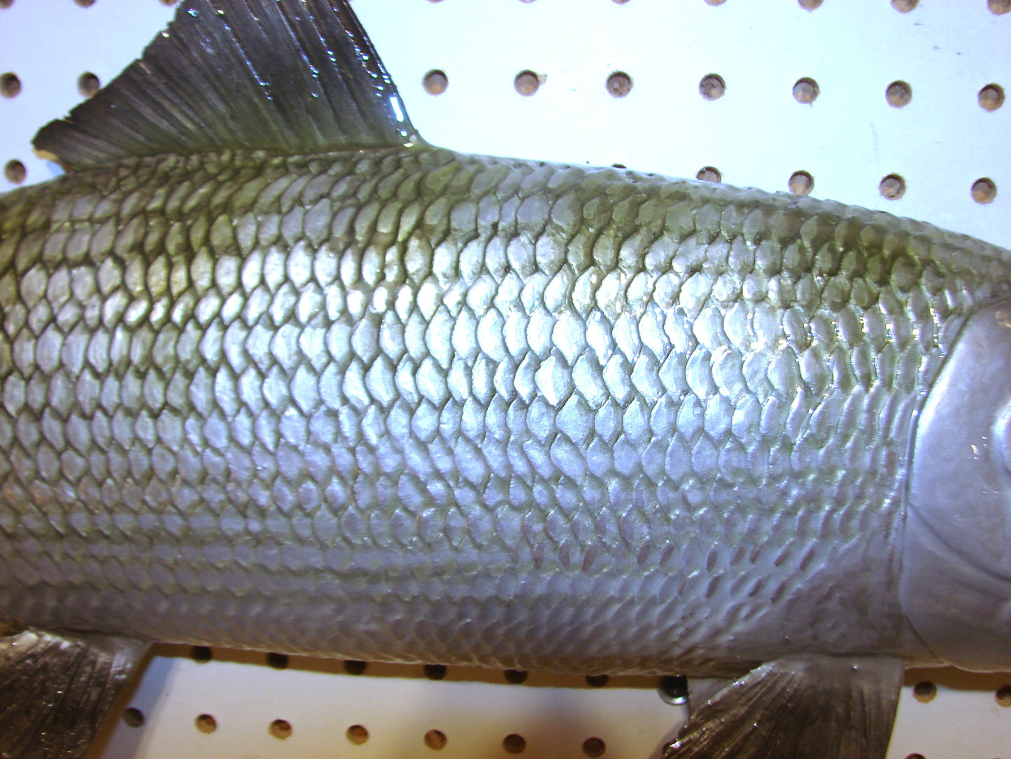31" Bonefish Free shipping