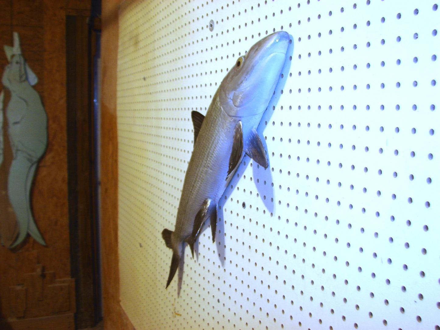 31" Bonefish Free shipping