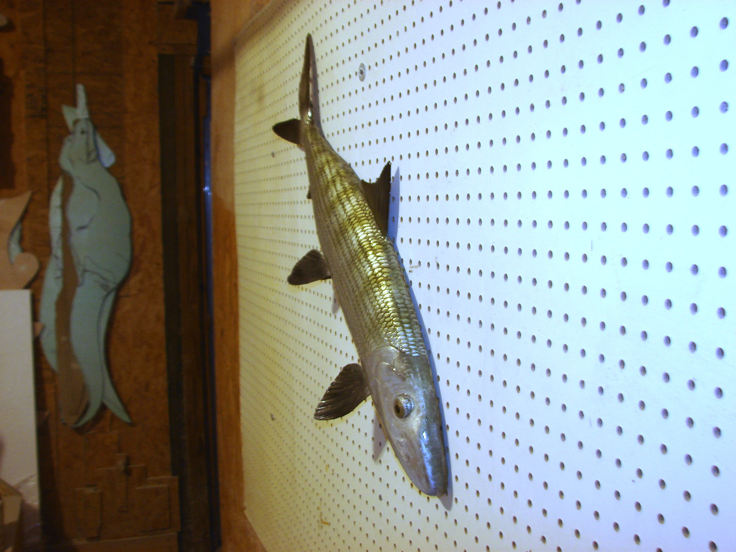 31" Bonefish Free shipping