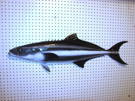 40" Cobia FREE SHIPPING