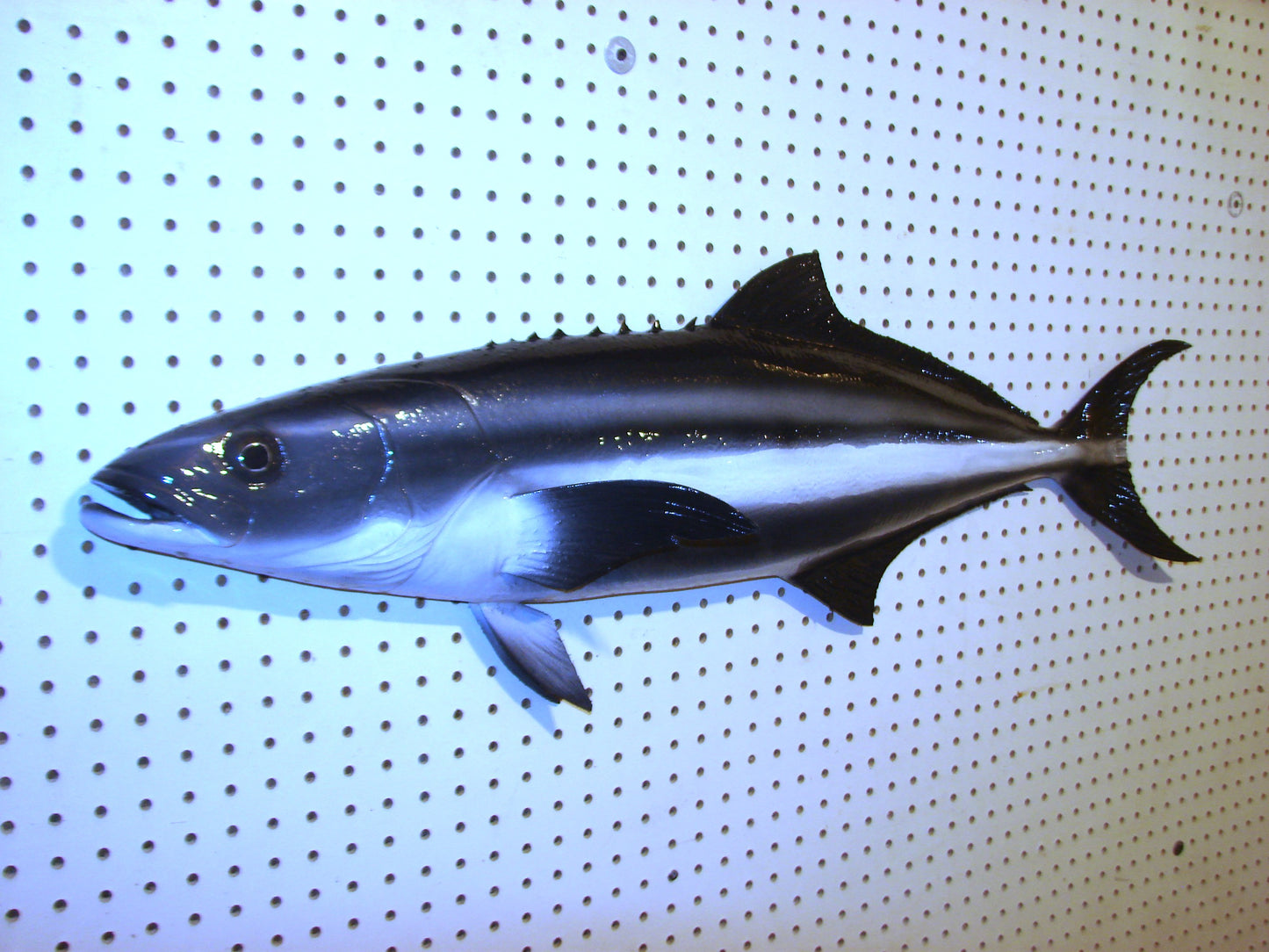 40" Cobia FREE SHIPPING