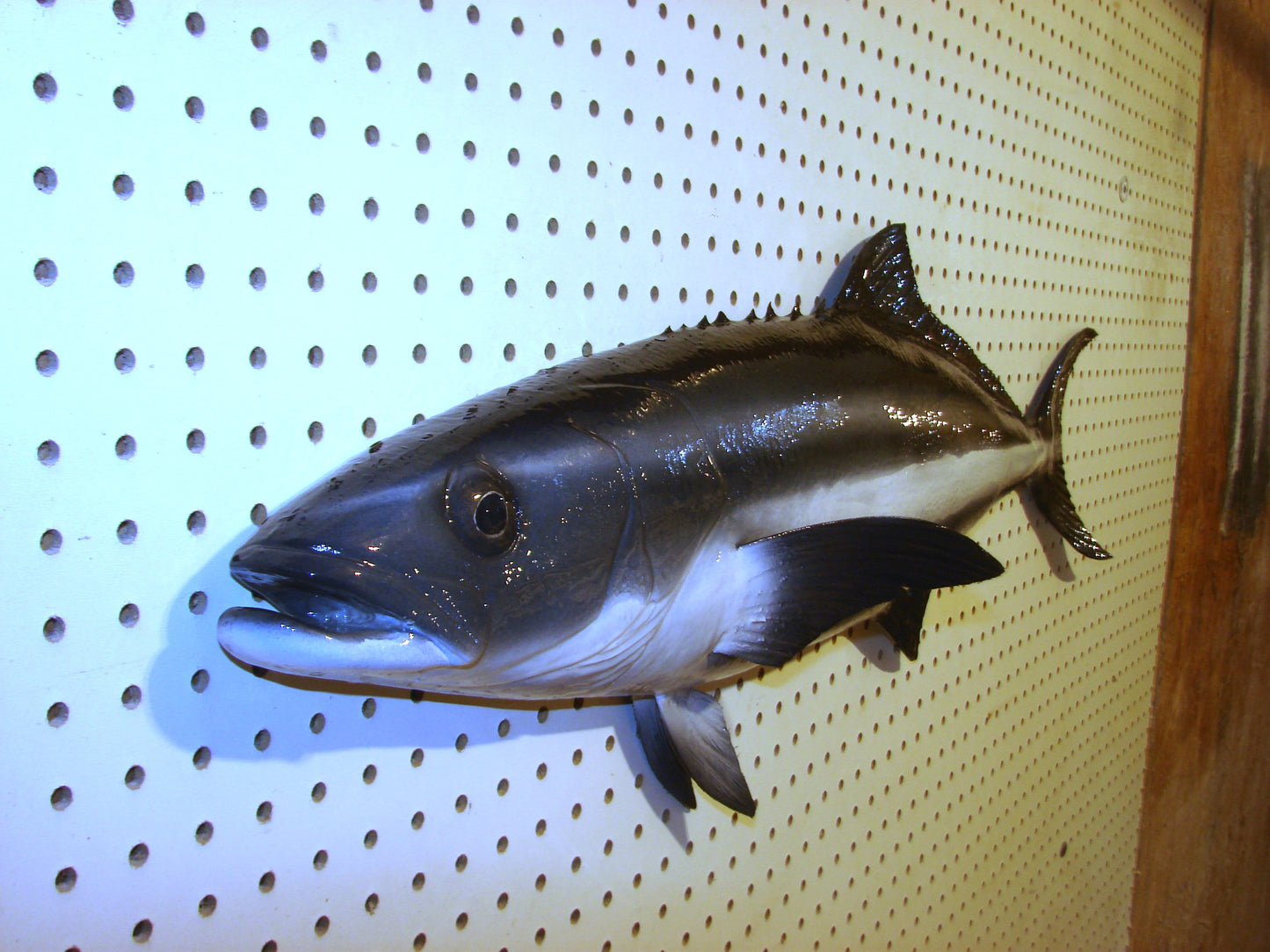 40" Cobia FREE SHIPPING